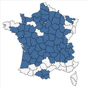 Répartition de Odontites vernus (Bellardi) Dumort. subsp. vernus en France