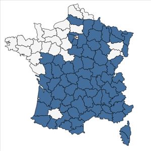 Répartition de Anthericum liliago L. en France