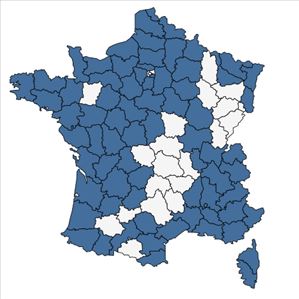 Répartition de Oenanthe lachenalii C.C.Gmel. en France