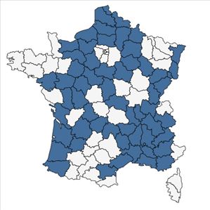 Répartition de Leucanthemum ircutianum DC. en France