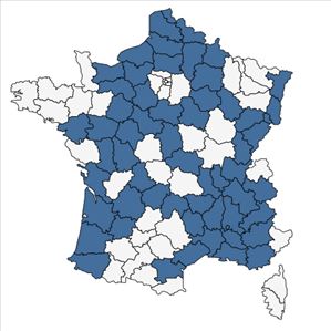 Répartition de Leucanthemum ircutianum DC. en France