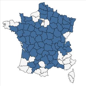 Répartition de Oenanthe peucedanifolia Pollich en France