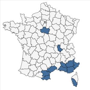 Répartition de Datura wrightii Regel en France