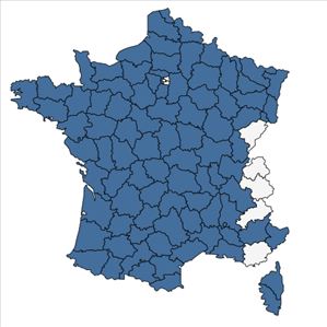 Répartition de Ornithopus perpusillus L. en France