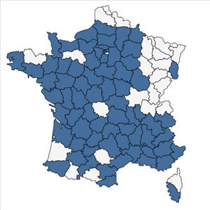 Répartition de Orobanche amethystea Thuill. en France