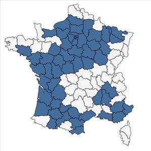 Répartition de Orobanche picridis F.W.Schultz en France