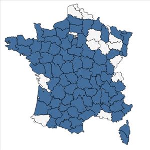 Répartition de Orobanche rapum-genistae Thuill. en France