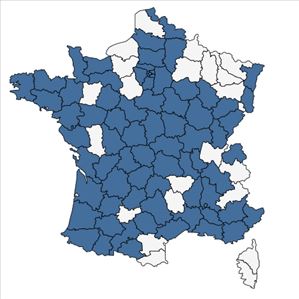 Répartition de Oxalis dillenii Jacq. en France