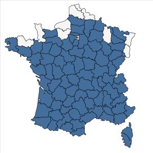 Répartition de Panicum capillare L. en France