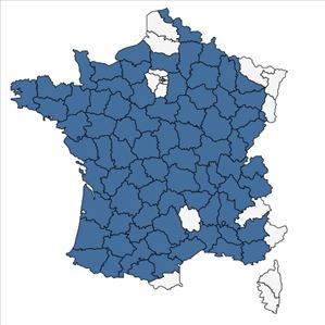 Répartition de Panicum dichotomiflorum Michx. en France