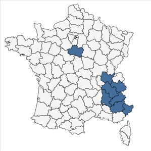Répartition de Sedum x luteolum Chaboiss. en France