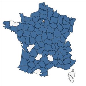 Répartition de Persicaria mitis (Schrank) Assenov en France