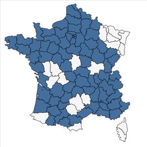 Répartition de Phacelia tanacetifolia Benth. en France