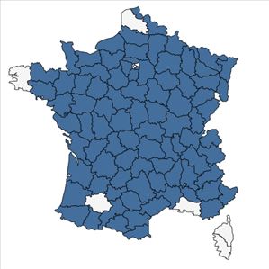 Répartition de Phyteuma spicatum L. en France