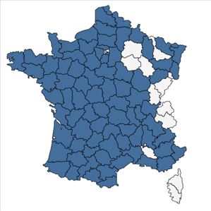 Répartition de Aphanes australis Rydb. en France