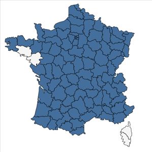Répartition de Plantago media L. en France