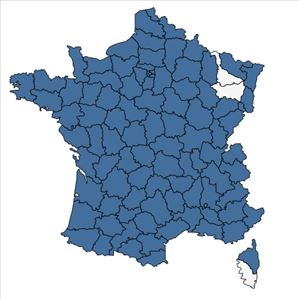 Répartition de Populus alba L. en France