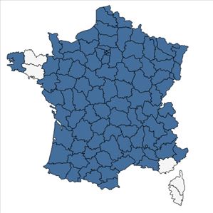 Répartition de Arctium lappa L. en France