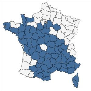 Répartition de Ranunculus paludosus Poir. en France