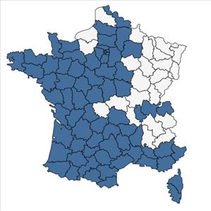 Répartition de Ranunculus parviflorus L. en France