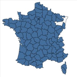 Répartition de Ranunculus sardous Crantz en France