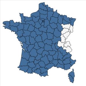 Répartition de Raphanus raphanistrum L. en France