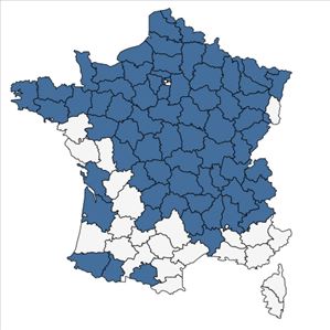 Répartition de Reynoutria sachalinensis (F.Schmidt) Nakai en France